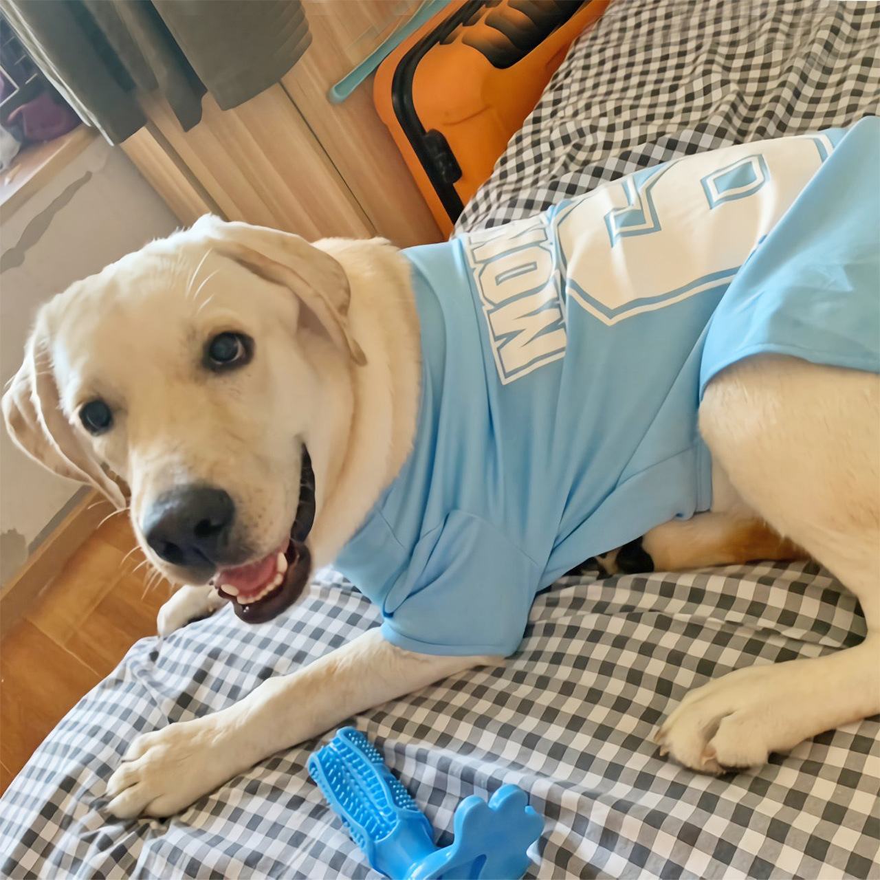 大型犬 夏服 中型犬 夏 犬 服 夏服 涼しい おしゃれ 安い 犬服 可愛い クール ベスト かわいい トイプードル 犬の服 犬服 夏用 メッシュ おもしろ 犬の服