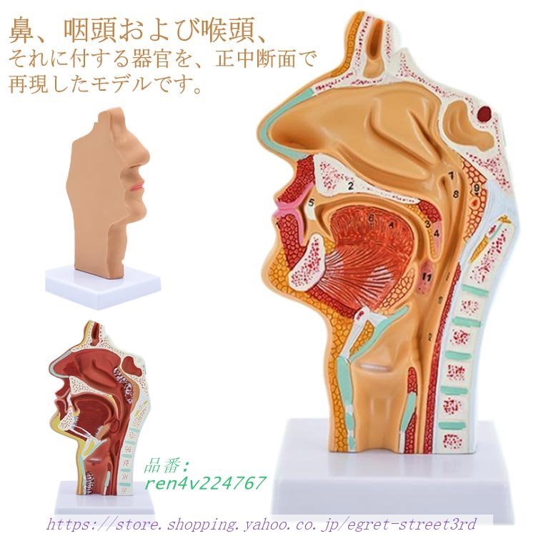 標本 人体模型 喉頭部 喉頭部模型 正中断面模型 咽頭 教 咽頭モデル 喉頭部模型 人体模型 学習 人体モデル 口模型 鼻 鼻模型 鼻モデル 解剖模型